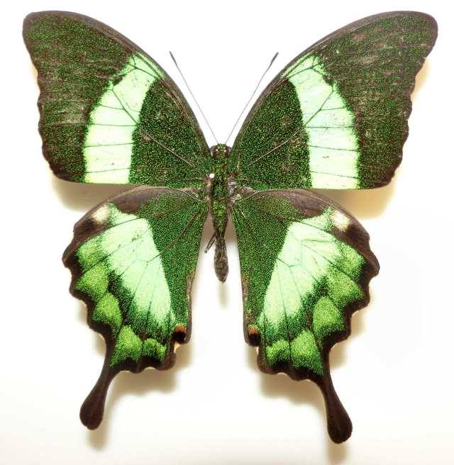 Papilio daedalus (abberant, Marinduque Is. Philippines) (Internet Image property of respective owner, non-commercial use only)